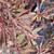 Acer palmatum dissectum Crimson Queen 168506